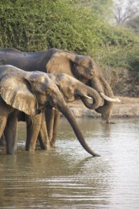 elephants, africa, nature-7651446.jpg