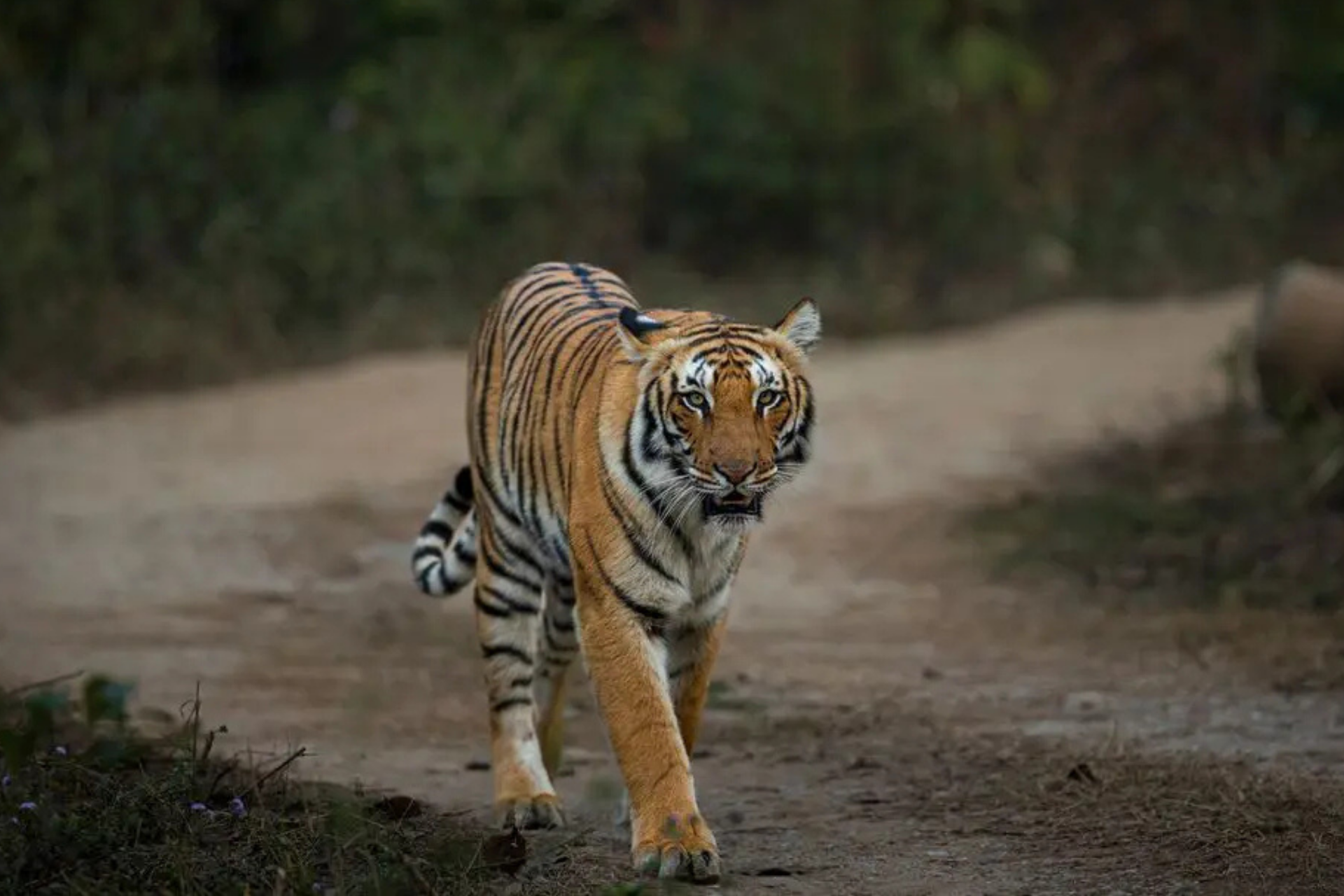 Satpura Tiger Reserve