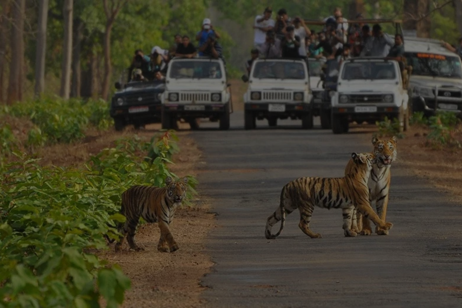 Bandhavgarh Jungle Safari