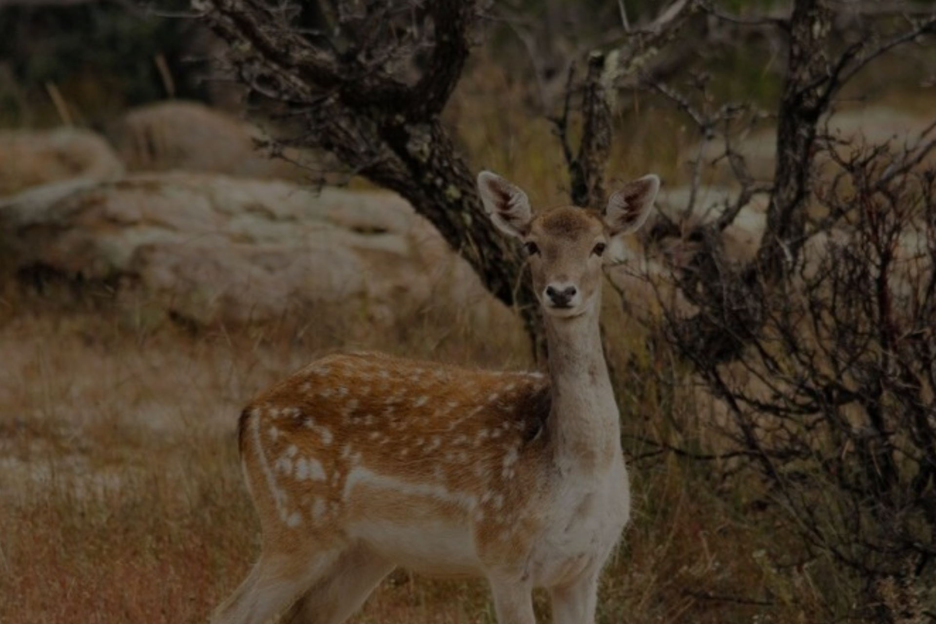 Bandhavgad Safari - 4 Safaris